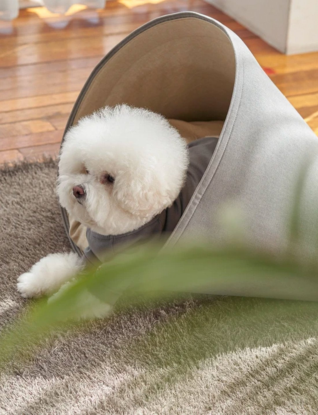 Refresh Your Dog's Lifestyle