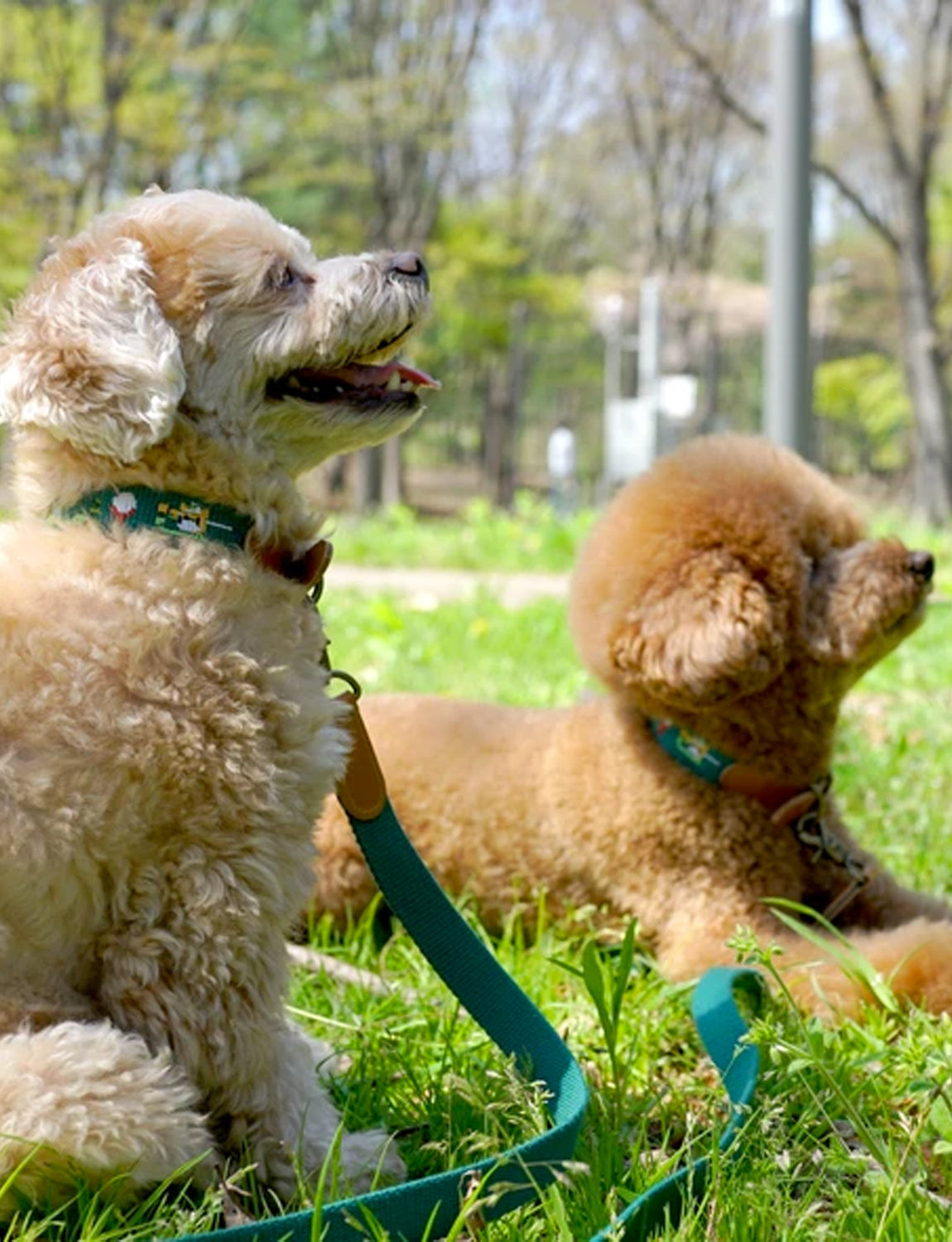 Adventure Dog Collar, birdie