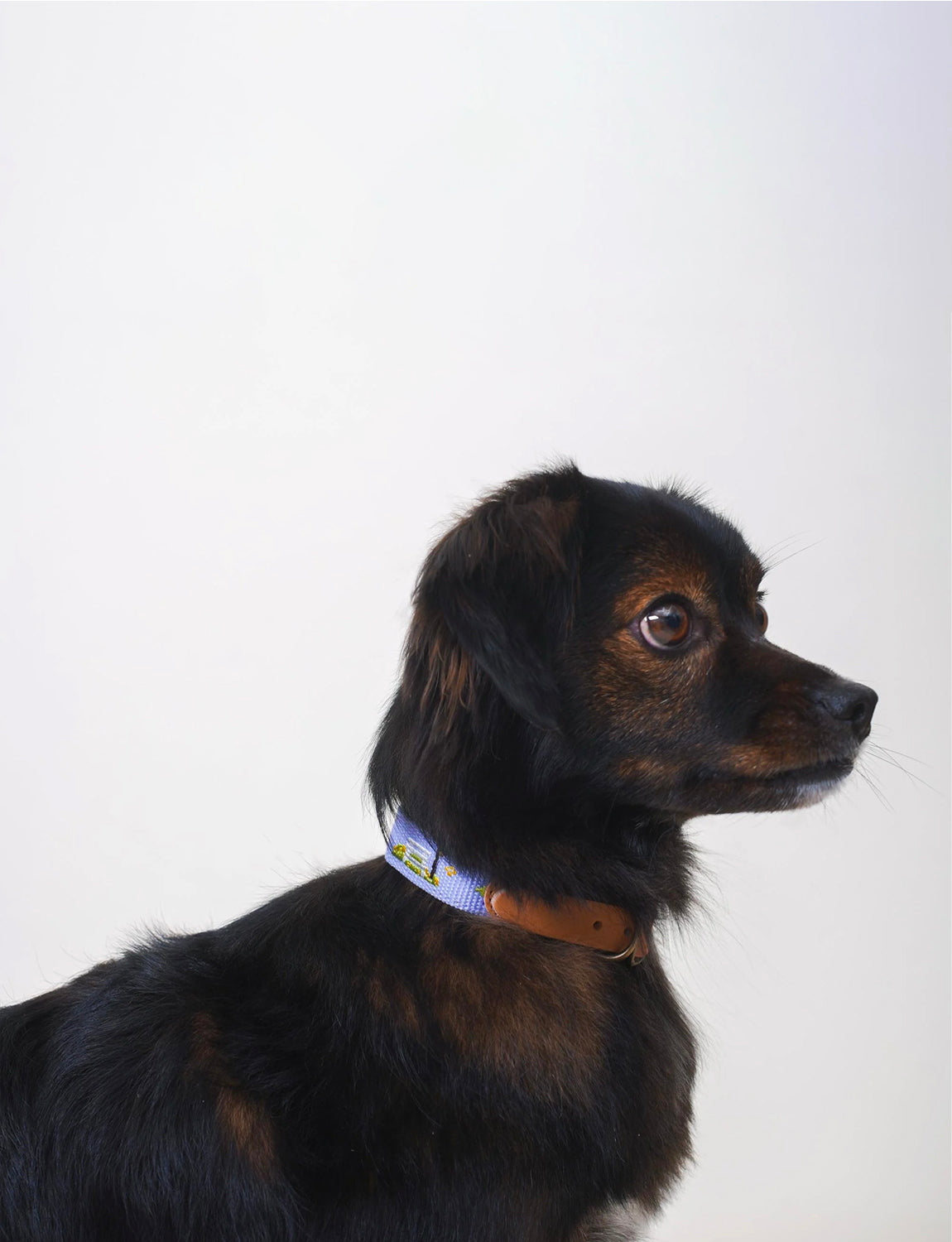 Adventure Dog Collar, lilac