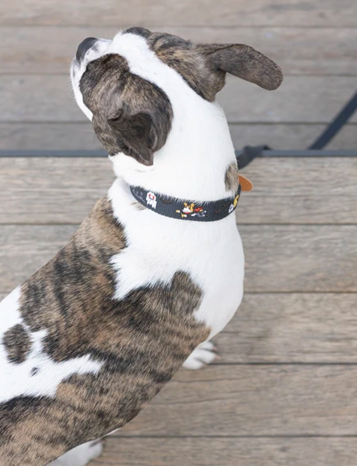Adventure Dog Collar, gotham