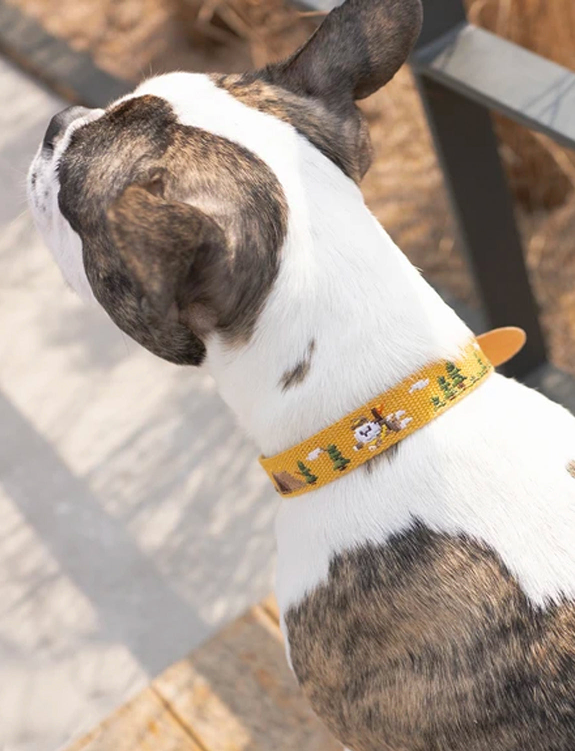 Adventure Dog Collar, sahara