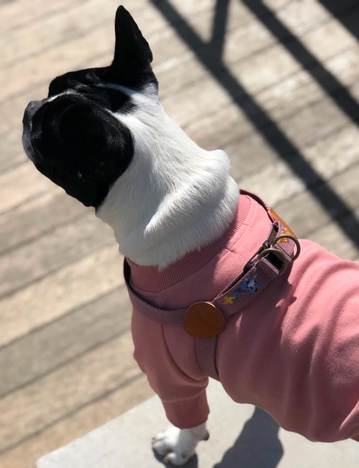 Adventure Dog Harness, genie