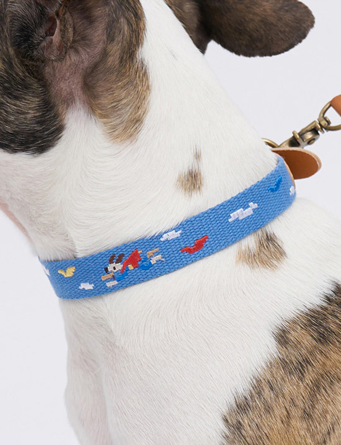 Adventure Dog Collar, sky