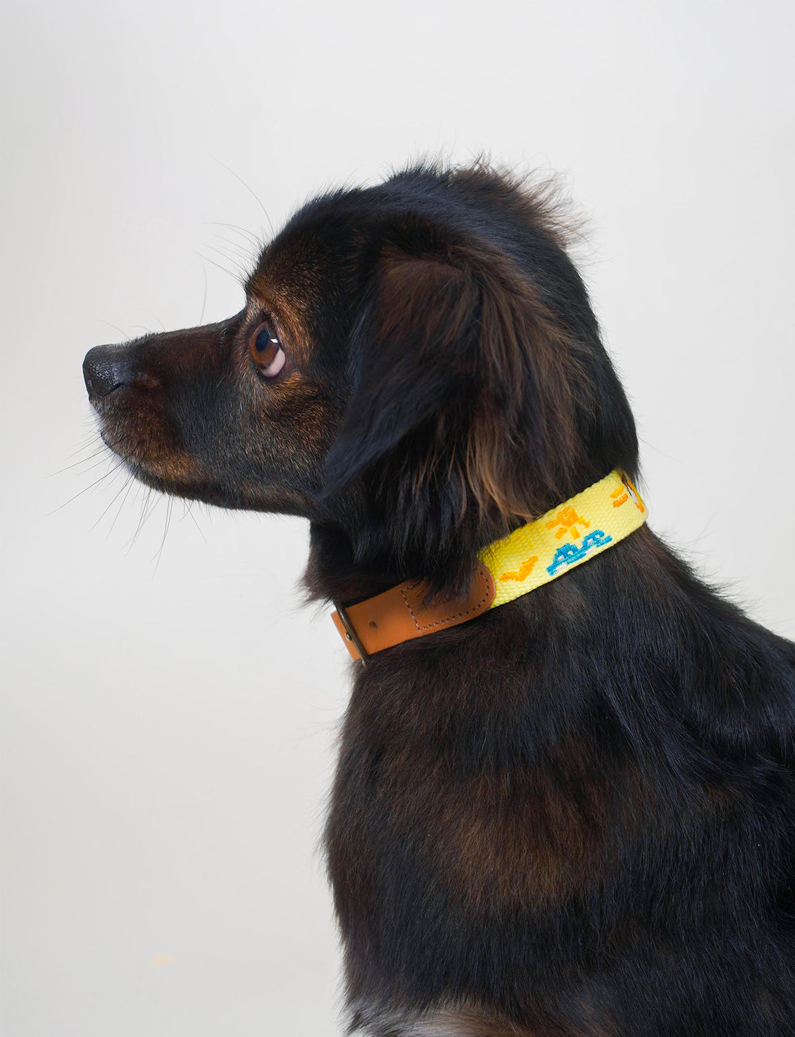 Adventure Dog Collar, Vacance