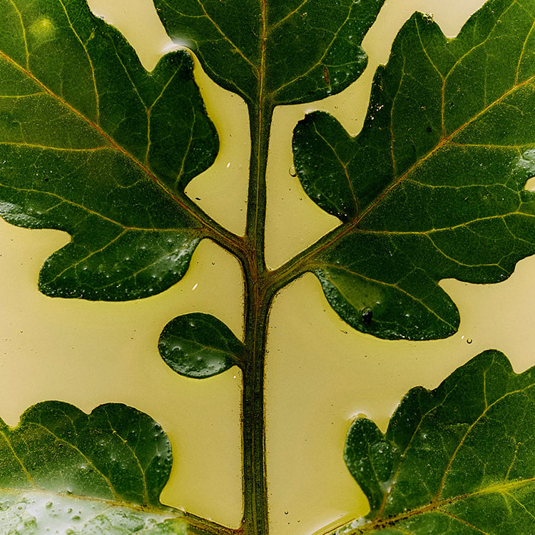 Flamingo Estate Roma Heirloom Dish Soap