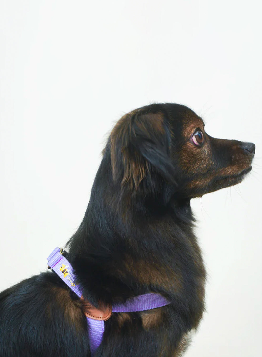 Lilac deals dog harness