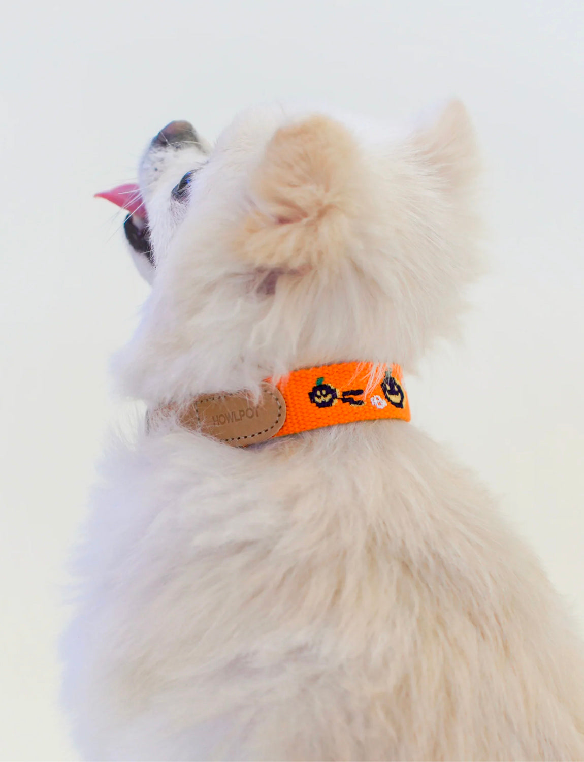 Adventure Dog Collar, Halloween
